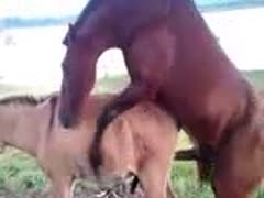 Beastiality taboo horse fucking another horse